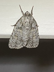 Acronicta modica