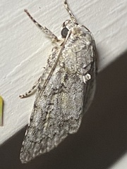 Acronicta modica