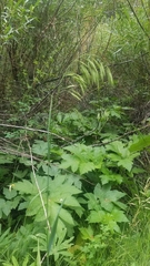 Bromus laevipes