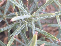 Ericameria linearifolia