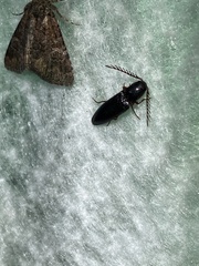 Dicrepidius corvinus