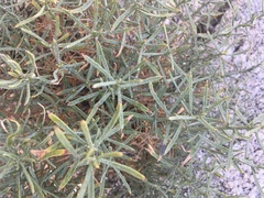 Ericameria linearifolia