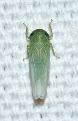 Chlorotettix viridius