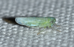 Chlorotettix viridius