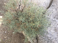 Ericameria linearifolia