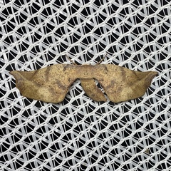 Parepisparis excusata