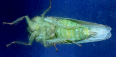 Chlorotettix viridius