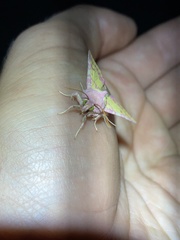 Psectrotarsia suavis