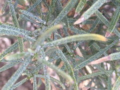 Ericameria linearifolia