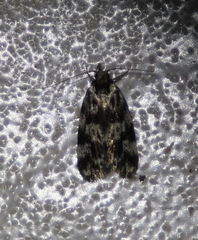 Barea confusella