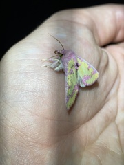 Psectrotarsia suavis