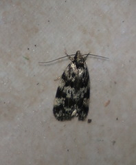 Barea confusella