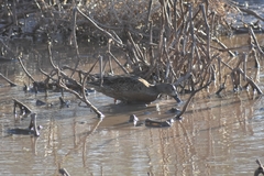Spatula cyanoptera