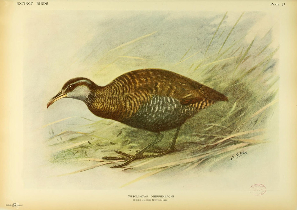 Dieffenbach's Rail photo