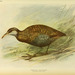 Dieffenbach's Rail - Photo (c) Biodiversity Heritage Library, some rights reserved (CC BY-NC-SA)