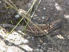 Sceloporus melanorhinus
