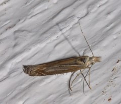 Isophrictis striatella