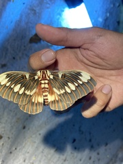 Citheronia splendens