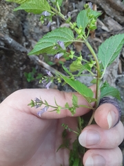 Scutellaria lateriflora grohii