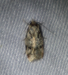 Barea basigramma
