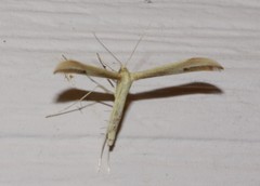 Hellinsia pectodactylus