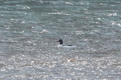 Mergus merganser merganser