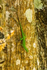 Anolis