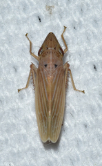 Draeculacephala septemguttata
