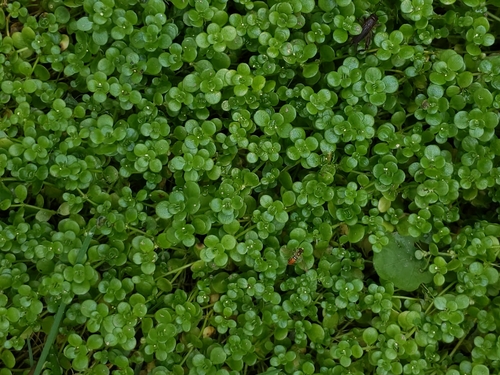 Image of Sedum makinoi by (c) Cecil Smith, some rights reserved (CC BY)