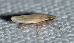 Draeculacephala septemguttata