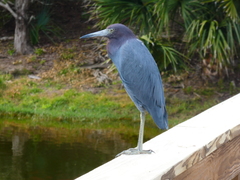 Egretta caerulea