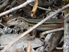 Aspidoscelis angusticeps angusticeps
