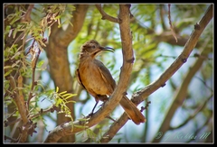 Toxostoma crissale