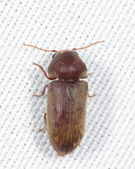 Euvrilletta peltata