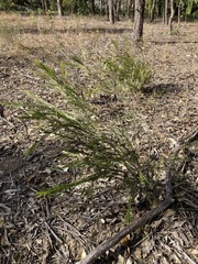Acacia longissima