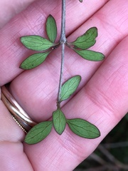 Coprosma pedicellata