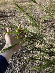 Acacia longissima