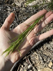 Acacia longissima