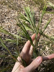 Acacia longissima