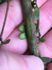 Coprosma pedicellata