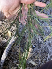 Acacia longissima