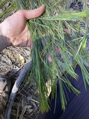 Acacia longissima