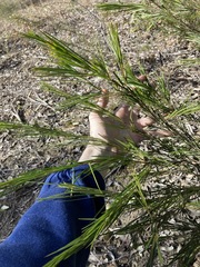 Acacia longissima