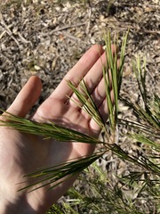 Acacia longissima