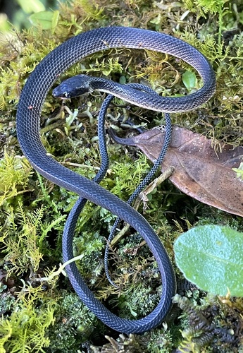 Photo of a Calamitous Shadow Snake (Synophis calamitus)