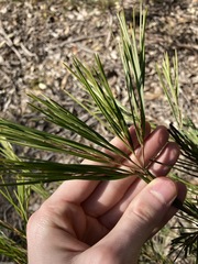 Acacia longissima