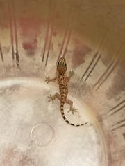 Hemidactylus turcicus