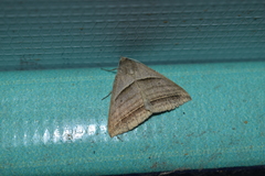 Perasia helvina