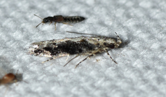 Coleotechnites florae