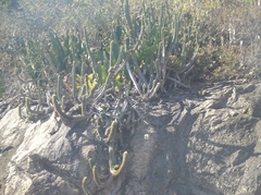 Coleocephalocereus fluminensis